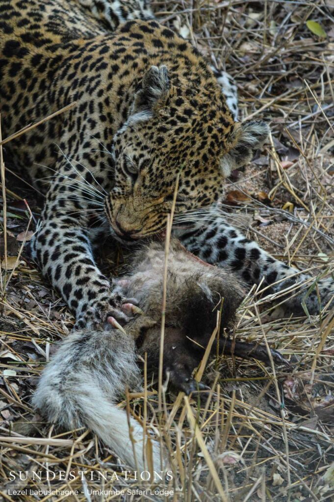 Notten's with her prey Notten's with her prey