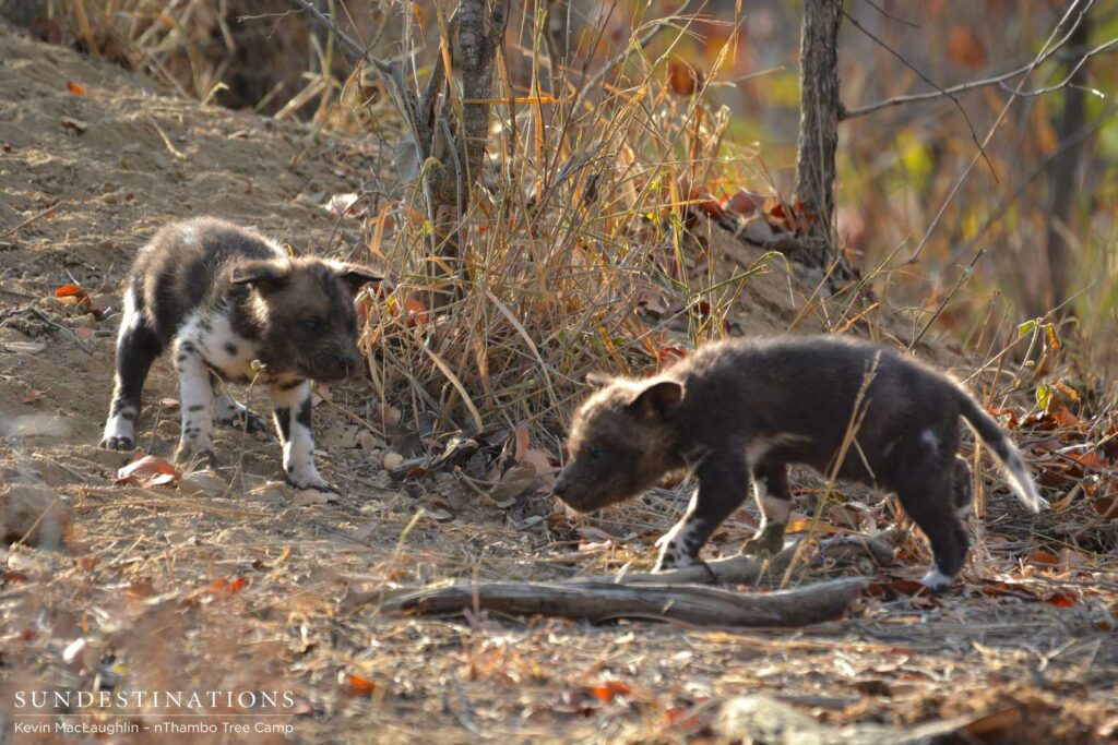 Wild dog pups exploring