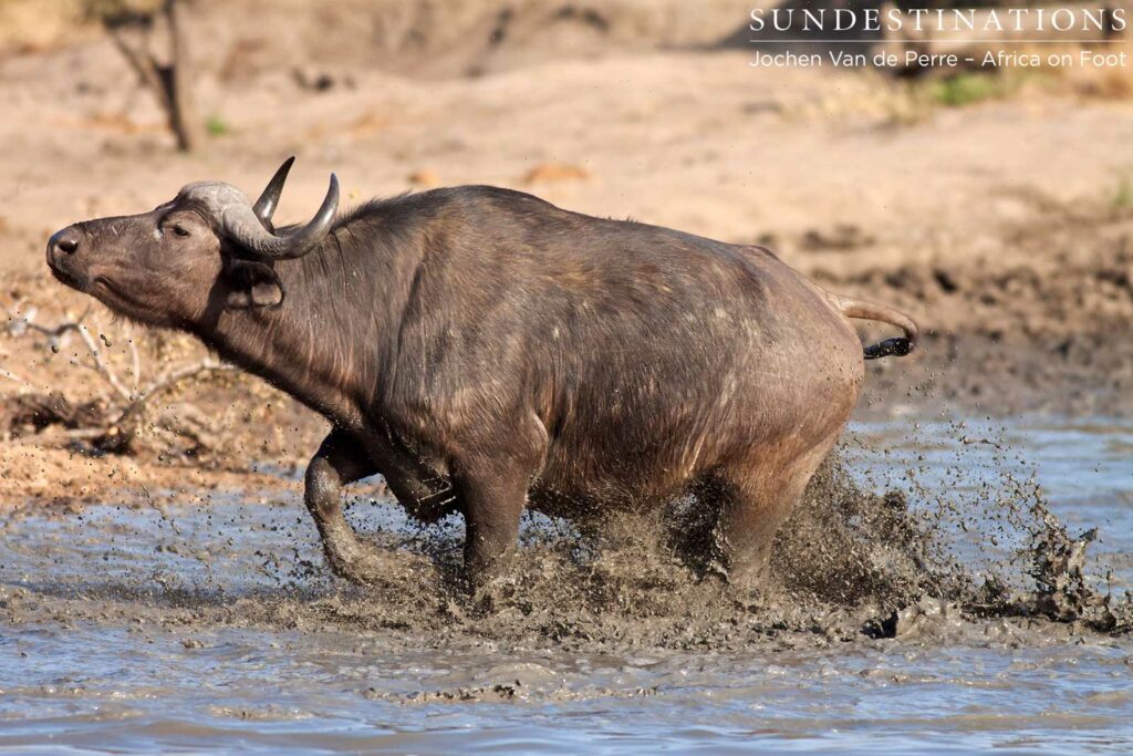 Running through the mud Running through the mud