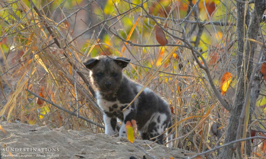 Wild dog pup