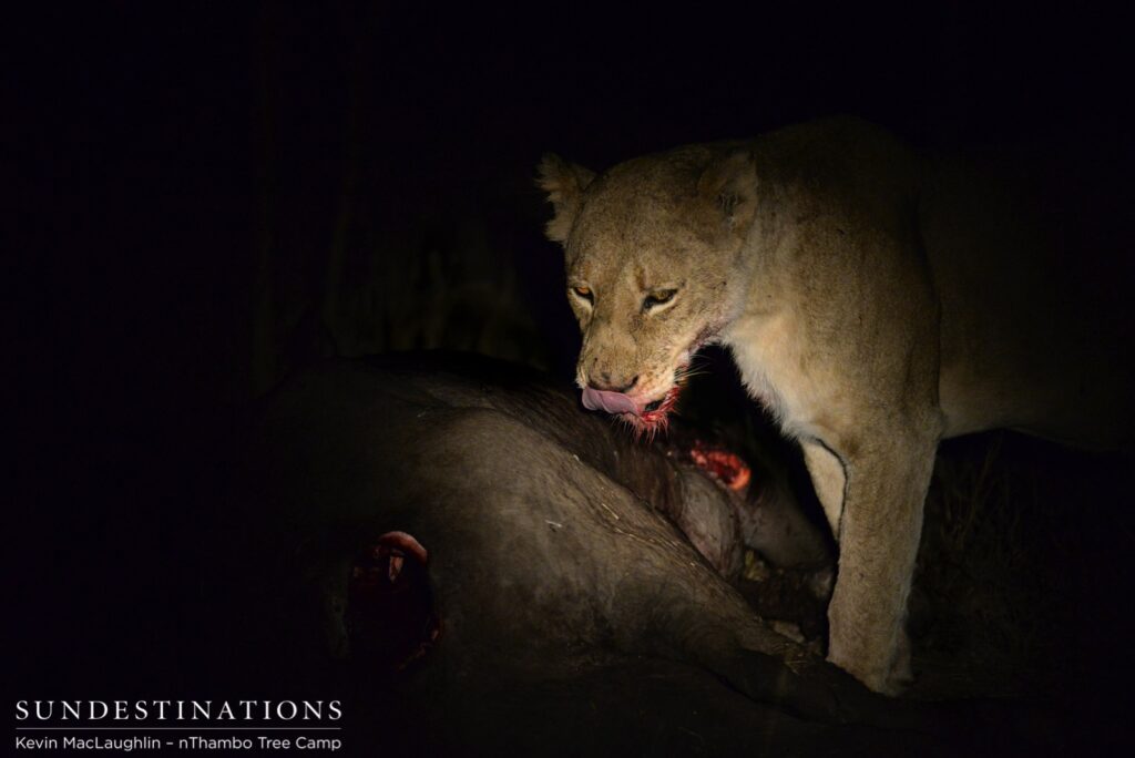 Ross breakaway lioness and buffalo kill at night