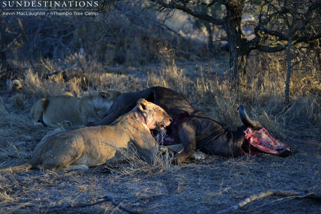 Unknown lioness feeding with Ross breakaway female