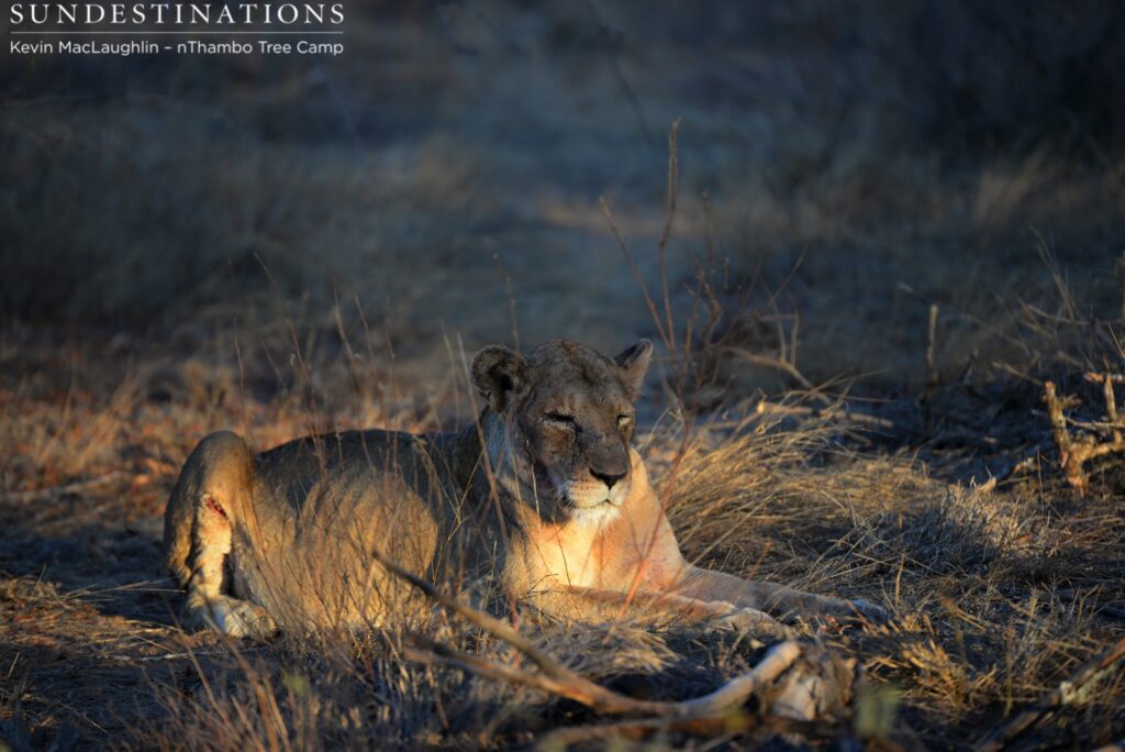 Injured Ross breakaway female