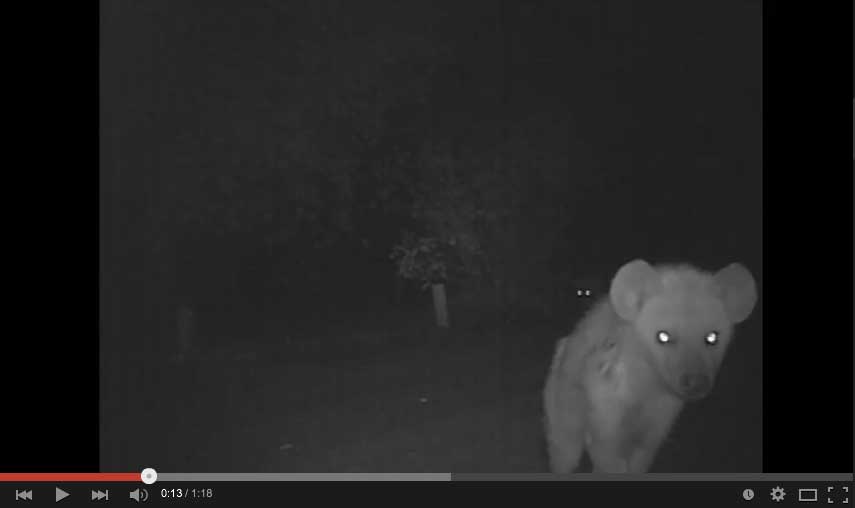Hyena captured at Africa on Foot using Camera Trap Hyena captured at Africa on Foot using Camera Trap