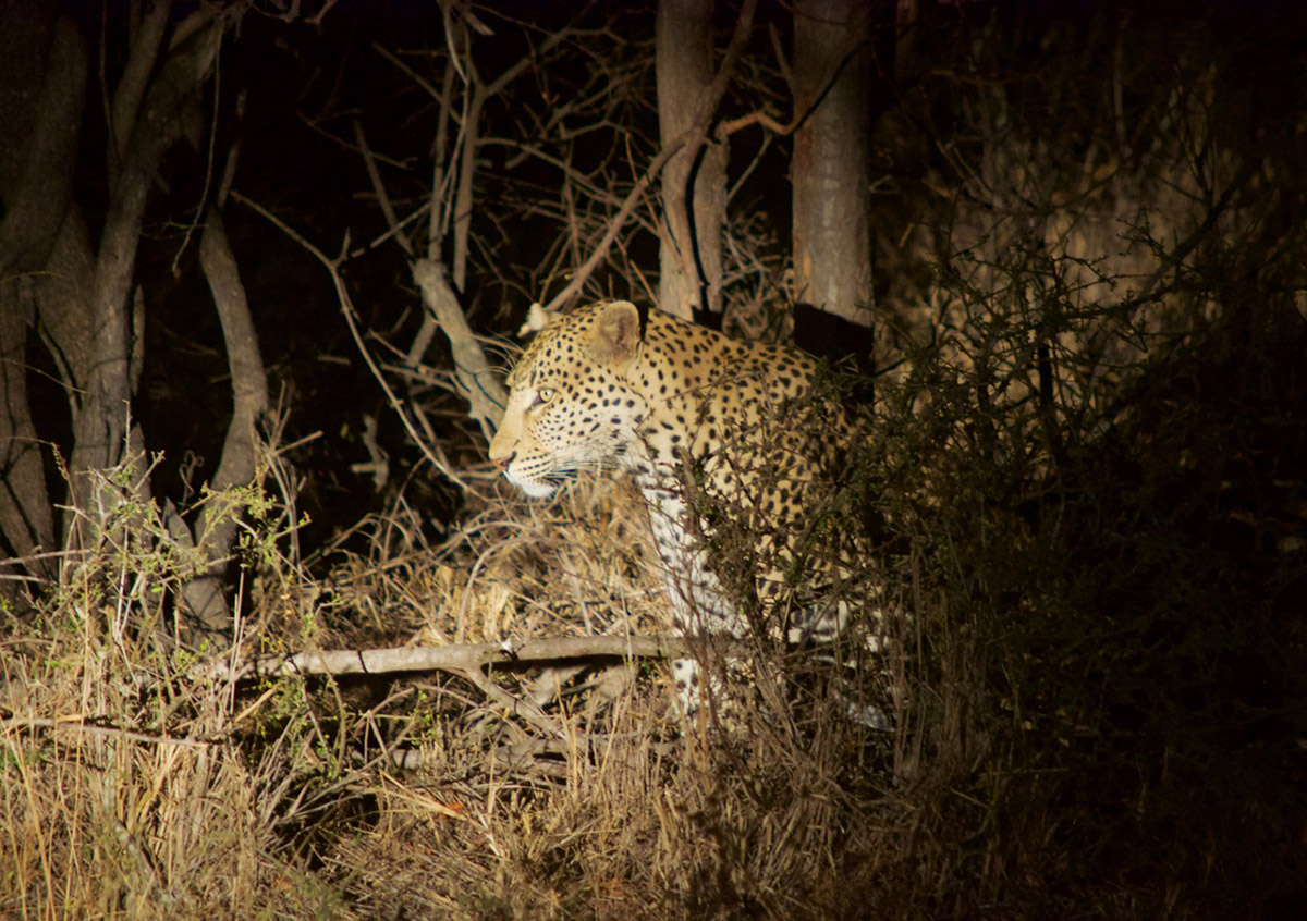 Leopard