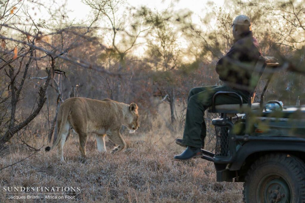 Pregnant Ross lioness walking passed Enoch
