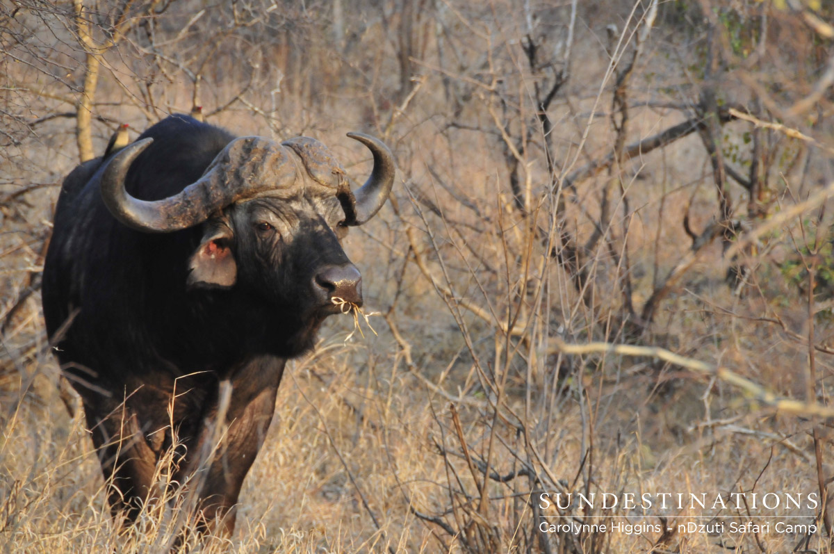 Dagga Boy Buffalo