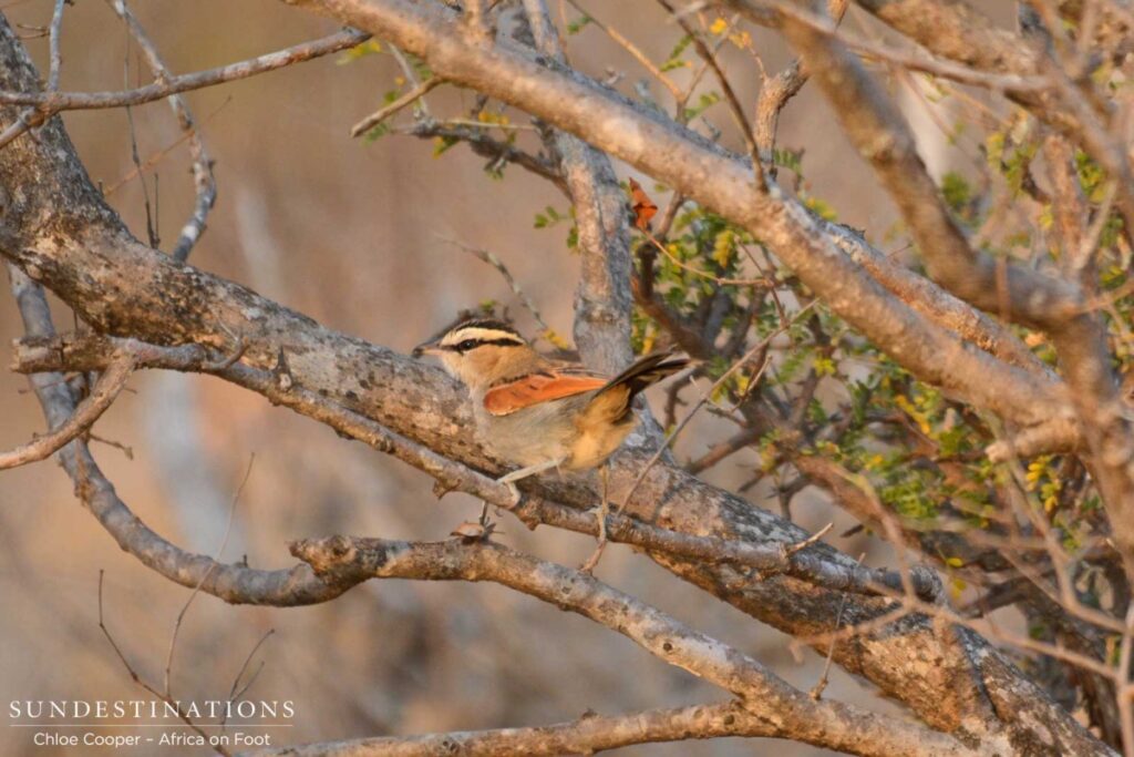 brown-crowned-tchagra-aof Brown-crowned tchagra in the sunlight.