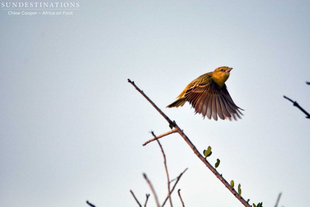 Lesser Masked Weaver Lesser Masked Weaver