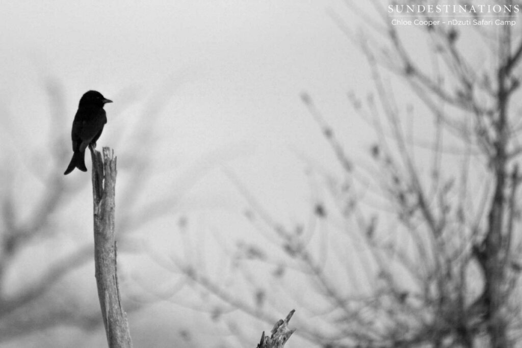 Fork-tailed Drongo A fork tailed drongo spotted at nDzuti Safari Camp.