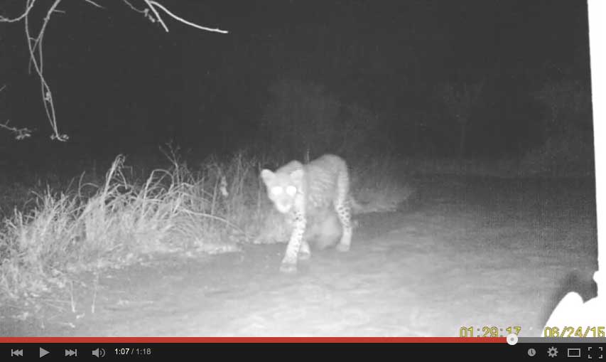 Leopard passing through Africa on Foot at night Leopard passing through Africa on Foot at night
