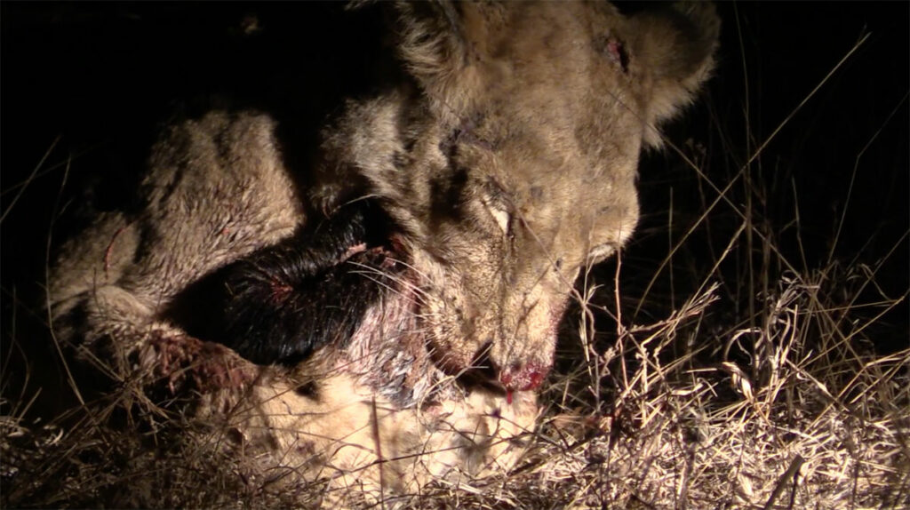 Lioness kills a honey badger