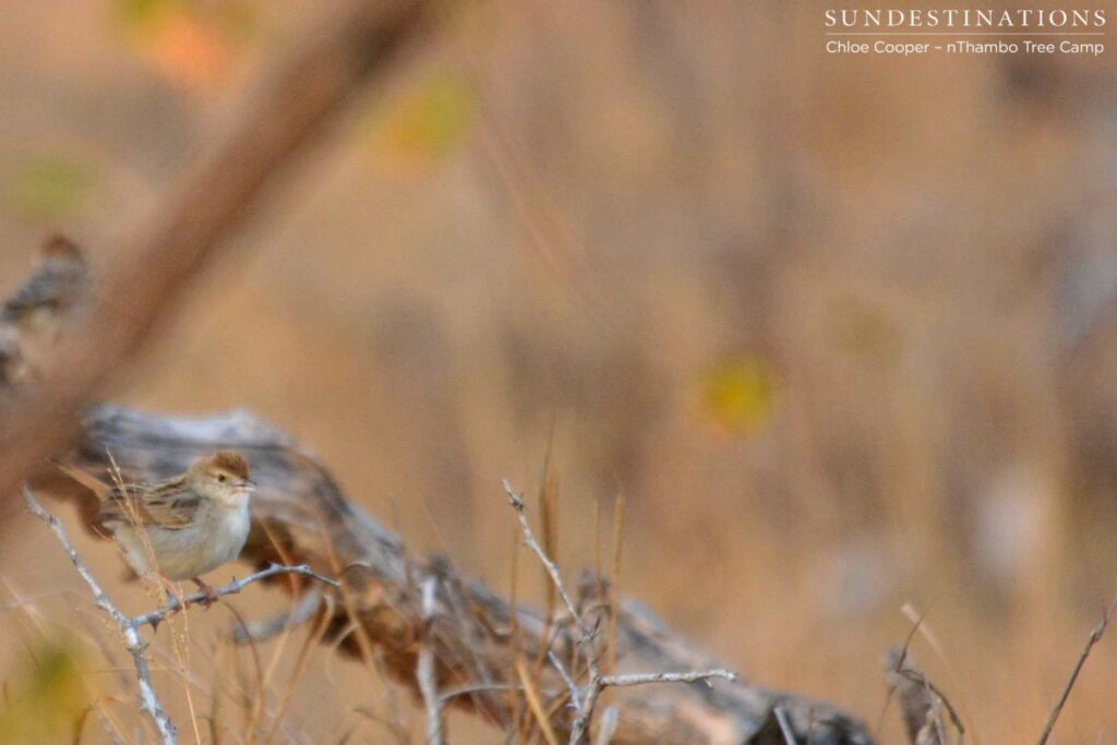 Rattling Cisticola Rattling Cisticola