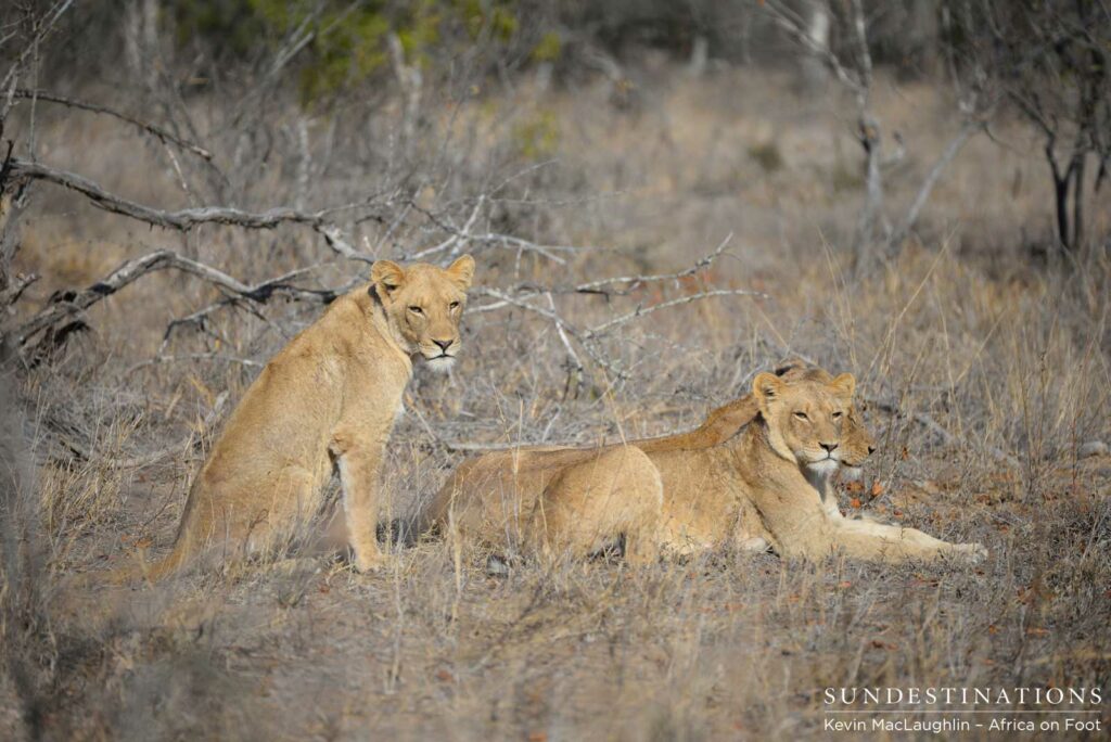 The Ross Pride at Africa on Foot