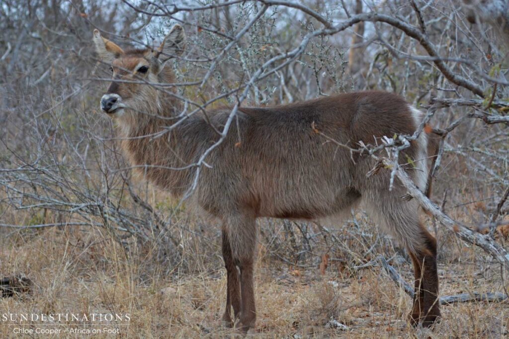 Waterbuck in Klaserie Waterbuck in Klaserie