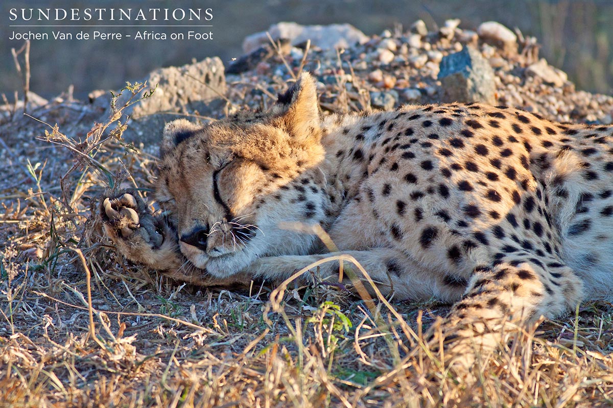 Cheetah