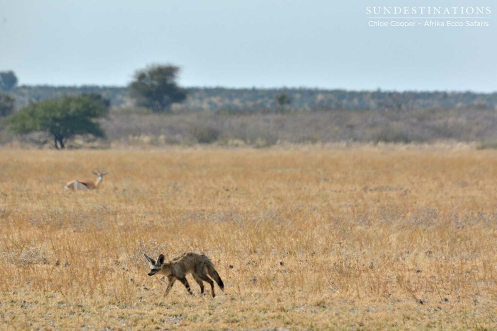 Bat-eared fox with springbok Bat-eared fox with springbok