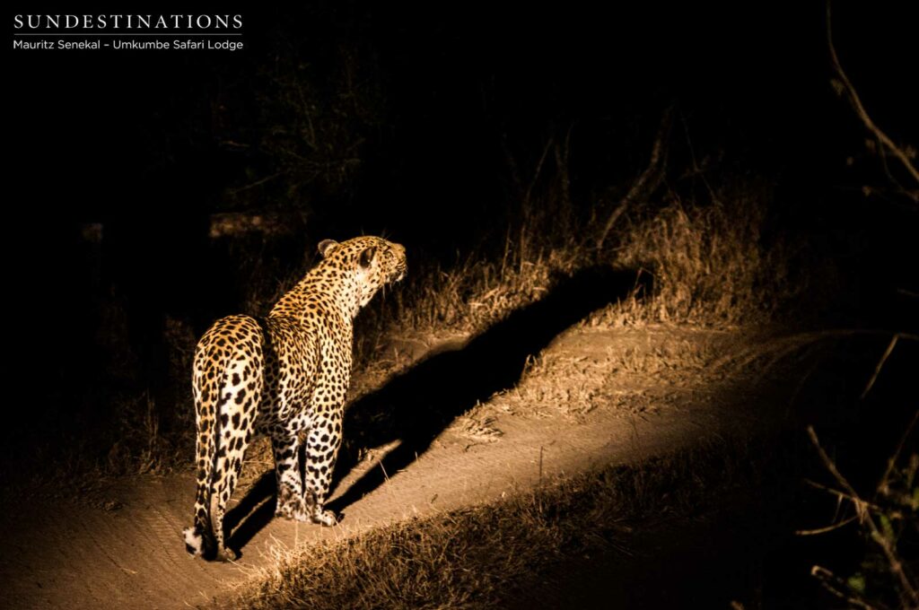 Bicycle Crossing male leopard Bicycle Crossing male leopard