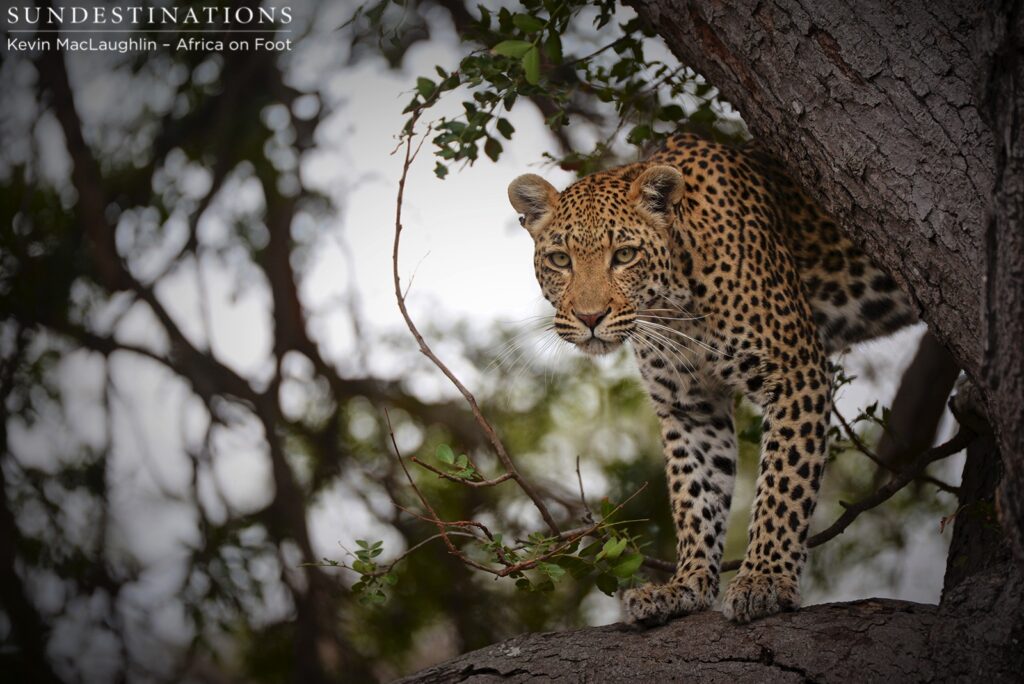 Female leopard looking down from her tree Female leopard looking down from her tree