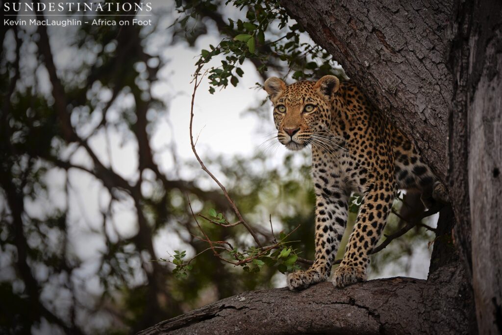 Keeping a lookout for her not-so-friendly neighbour Keeping a lookout for her not-so-friendly neighbour