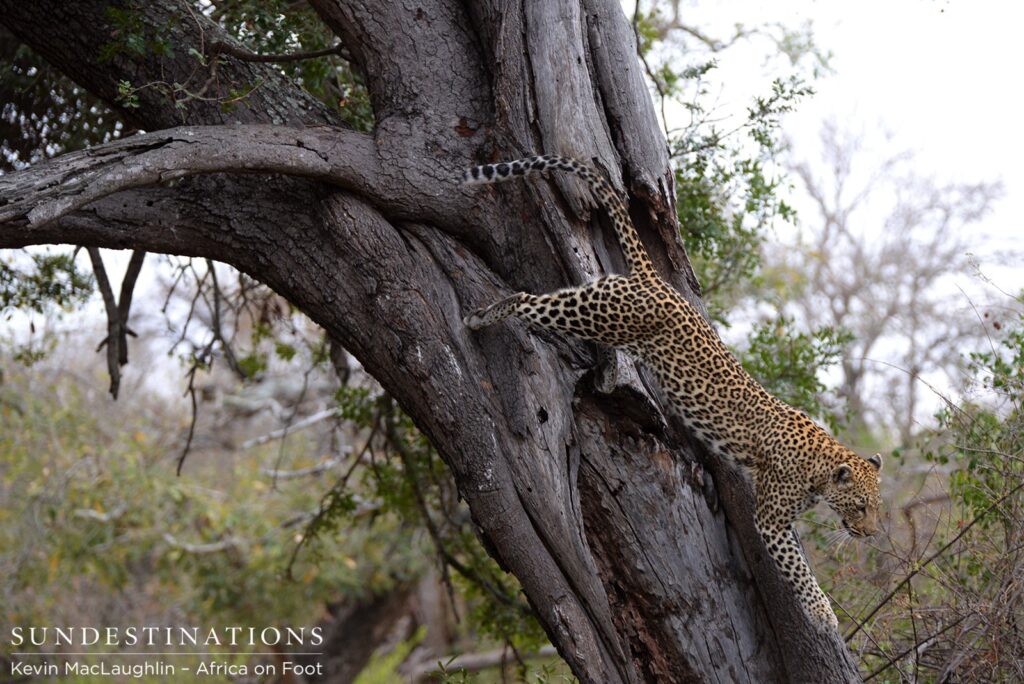 Leaving her kill in the tree while she goes to mark her territory Leaving her kill in the tree while she goes to mark her territory