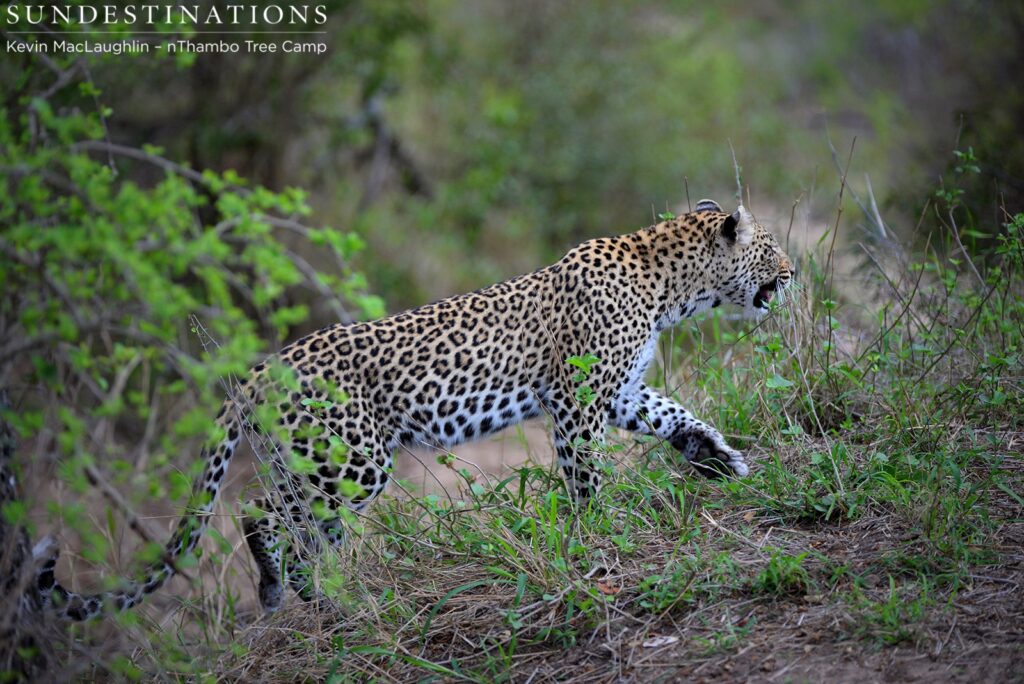 Female leopard guarding her territory Female leopard guarding her territory
