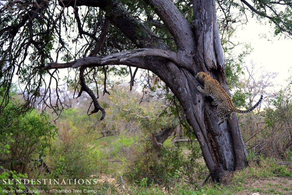 Leaping back into the tree after marking her area Leaping back into the tree after marking her area