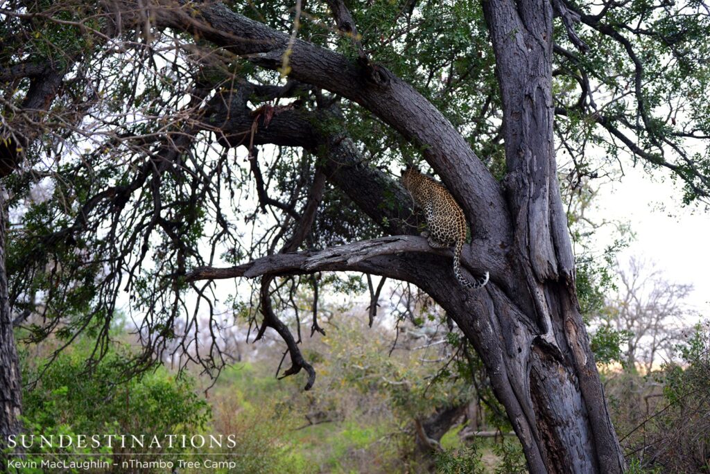Leopard in the tree with her kill just above her Leopard in the tree with her kill just above her