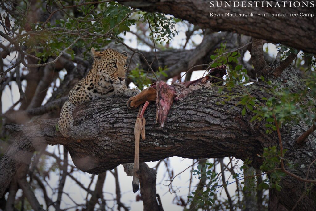 Female leopard guards her impala kill in a tree Female leopard guards her impala kill in a tree