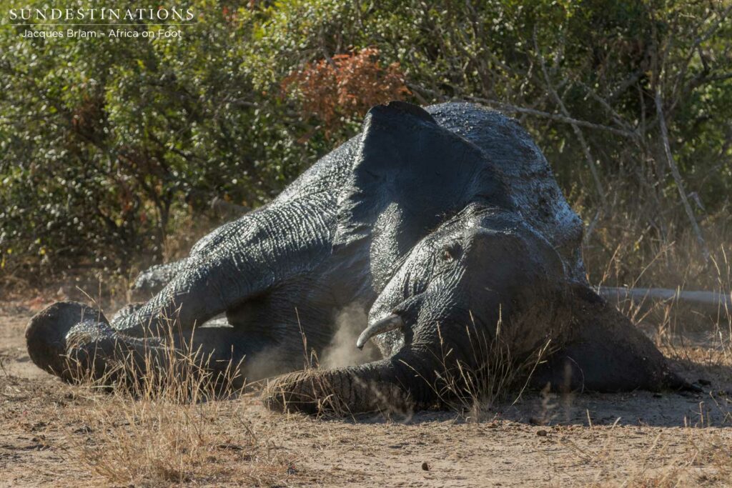 Elephant dust bath Elephant dust bath