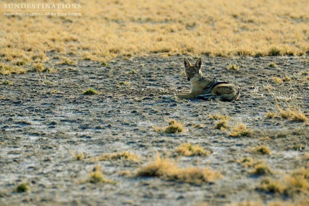 Resting jackal in the CKGR Resting jackal in the CKGR
