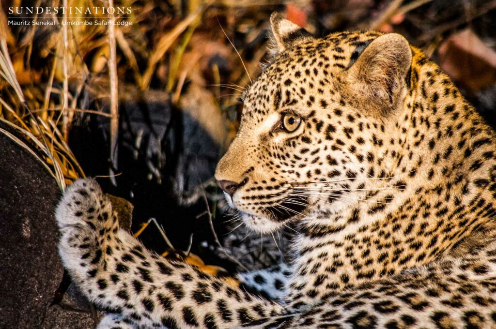 Kigelia leopard cub Kigelia leopard cub