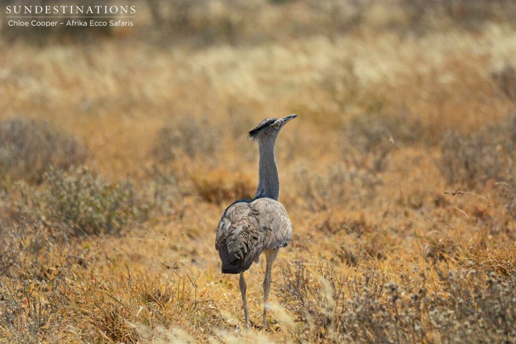 Kori bustard in the CKGR Kori bustard in the CKGR