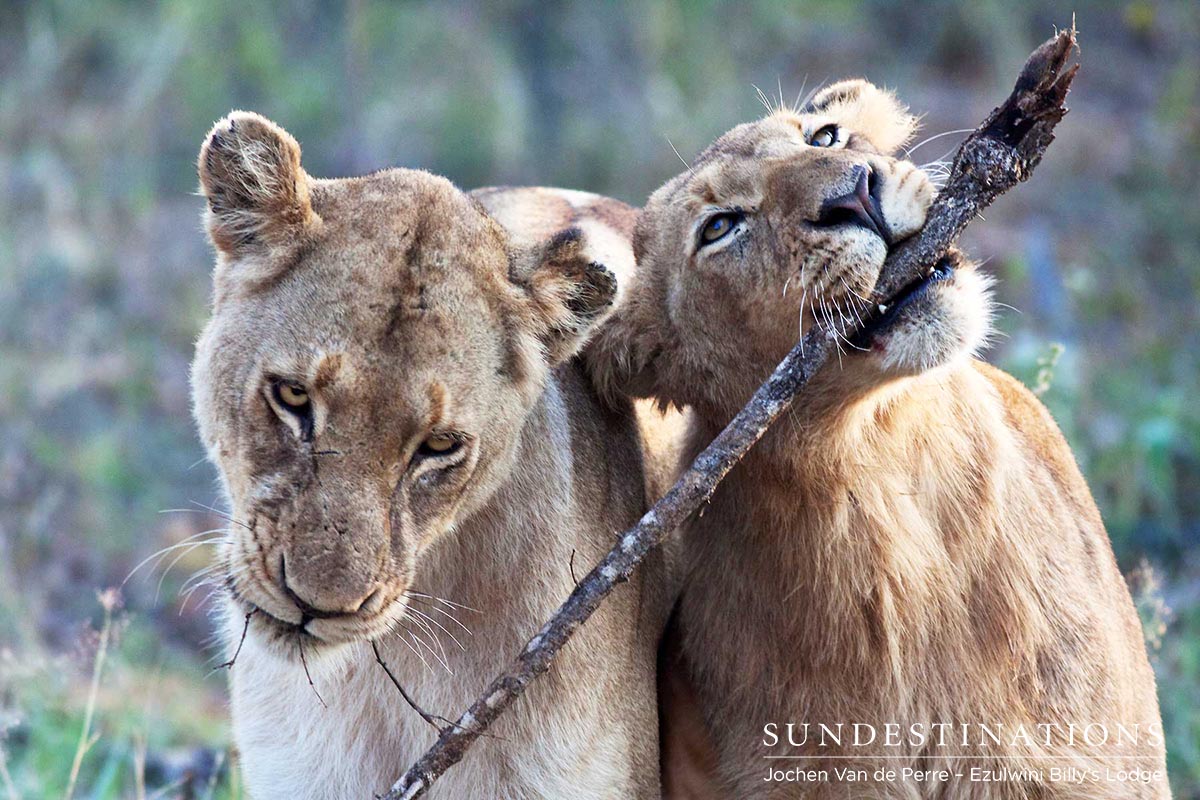 Balule Lions