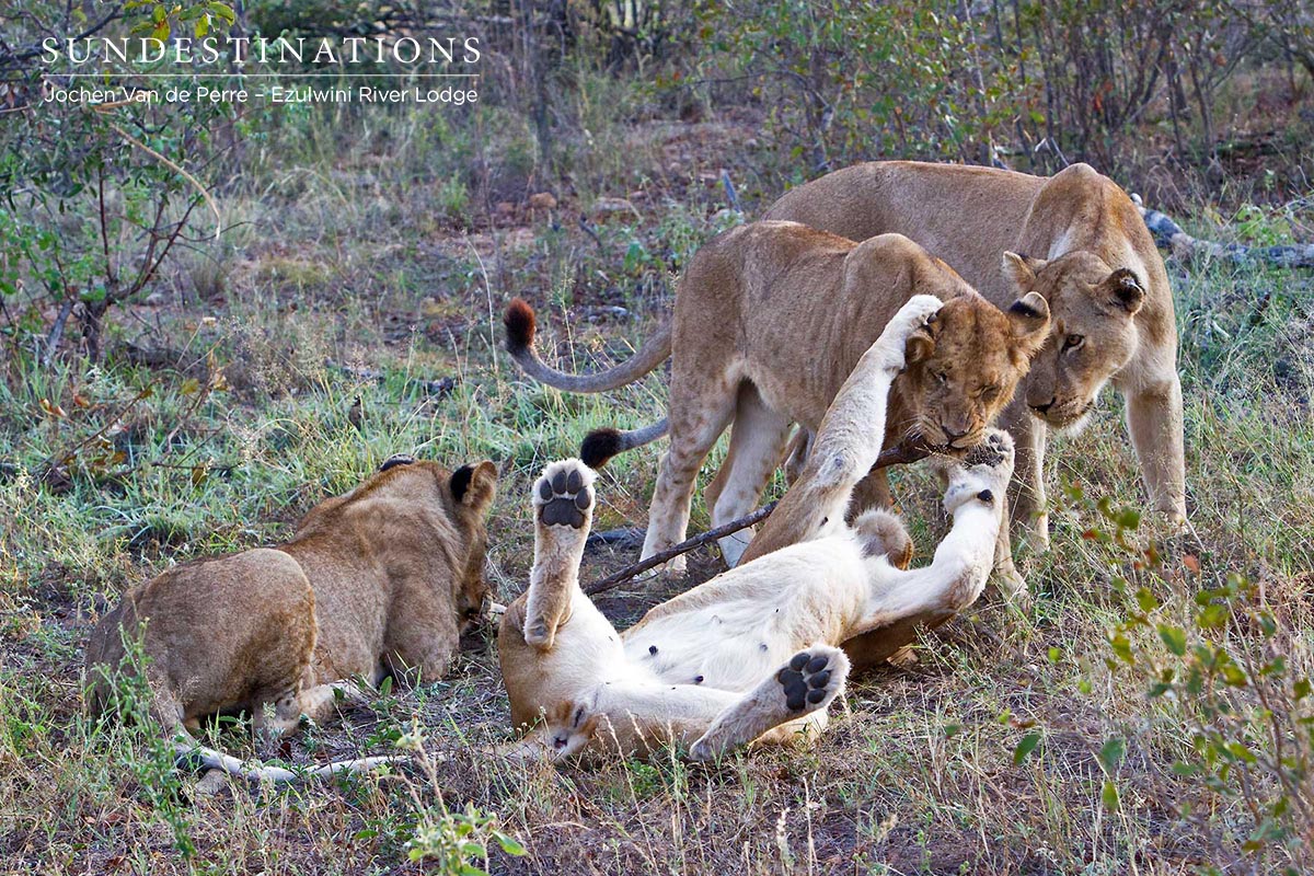 Olifants West Pride