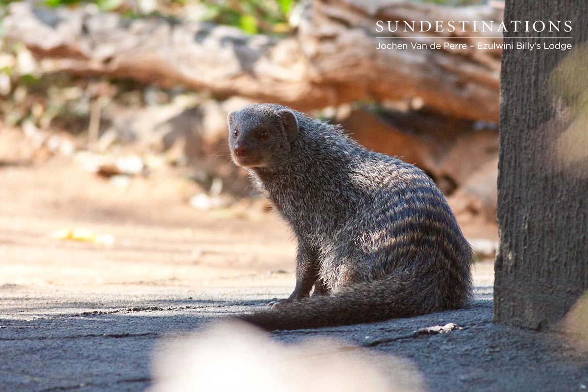 Mongoose