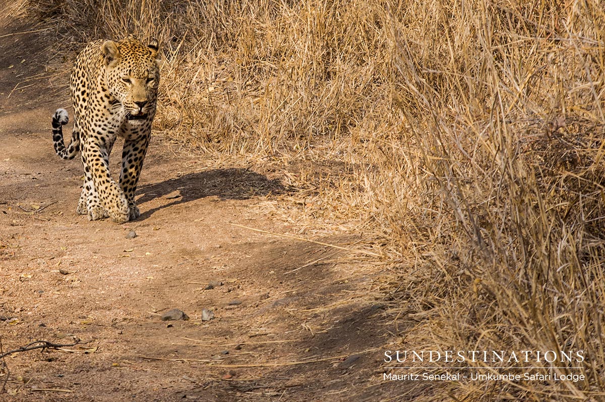 Mxabene Leopard