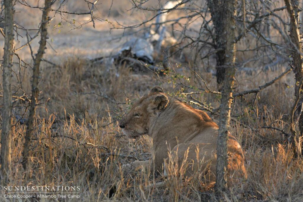 Ross lioness hanging back waiting to feed