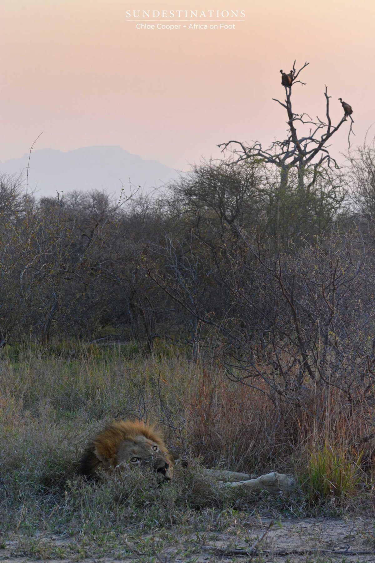 Trilogy with Vultures