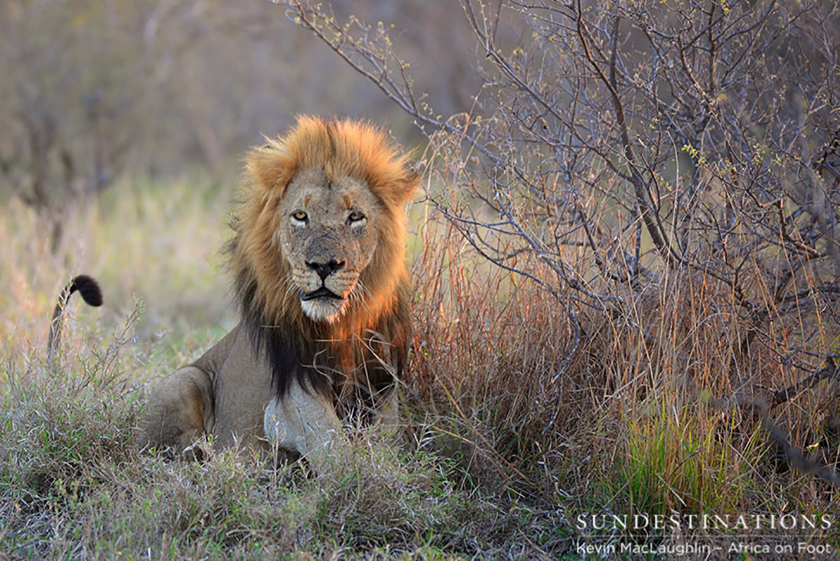 Ross Pride and Trilogy