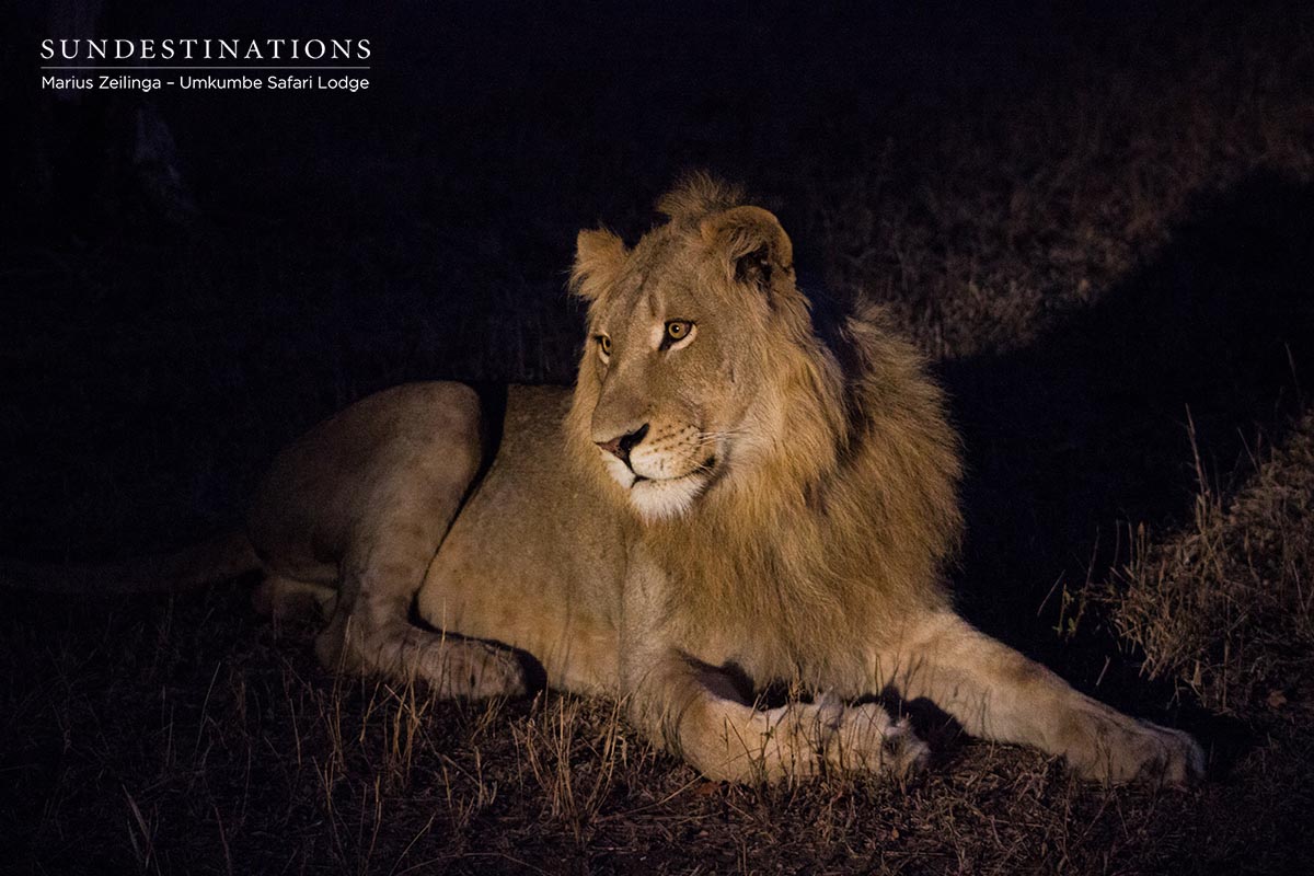 Sparta Male Lion