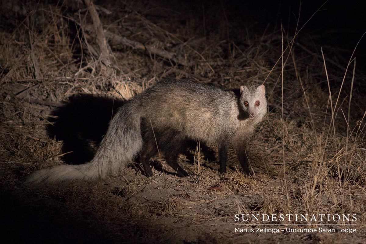 White-Tailed Mongoose