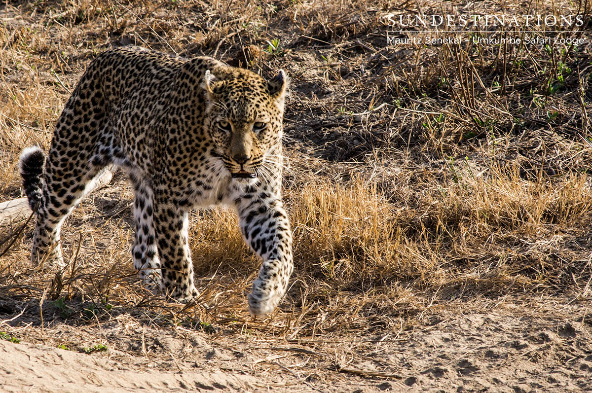 Warthog Wallow Leopardess