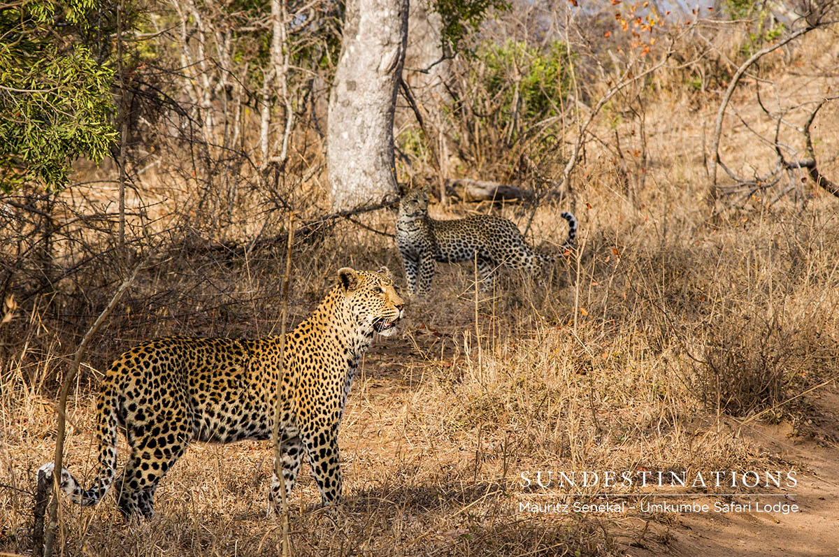 White Dam & Female Cub 