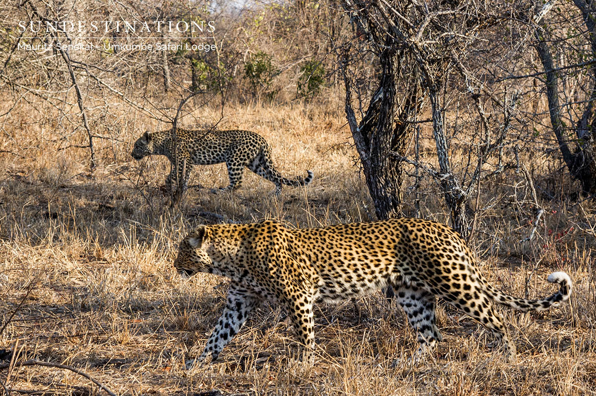 White Dam & Male Cub