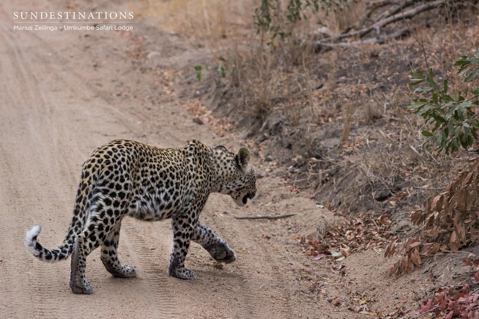 White Dam Male Cub