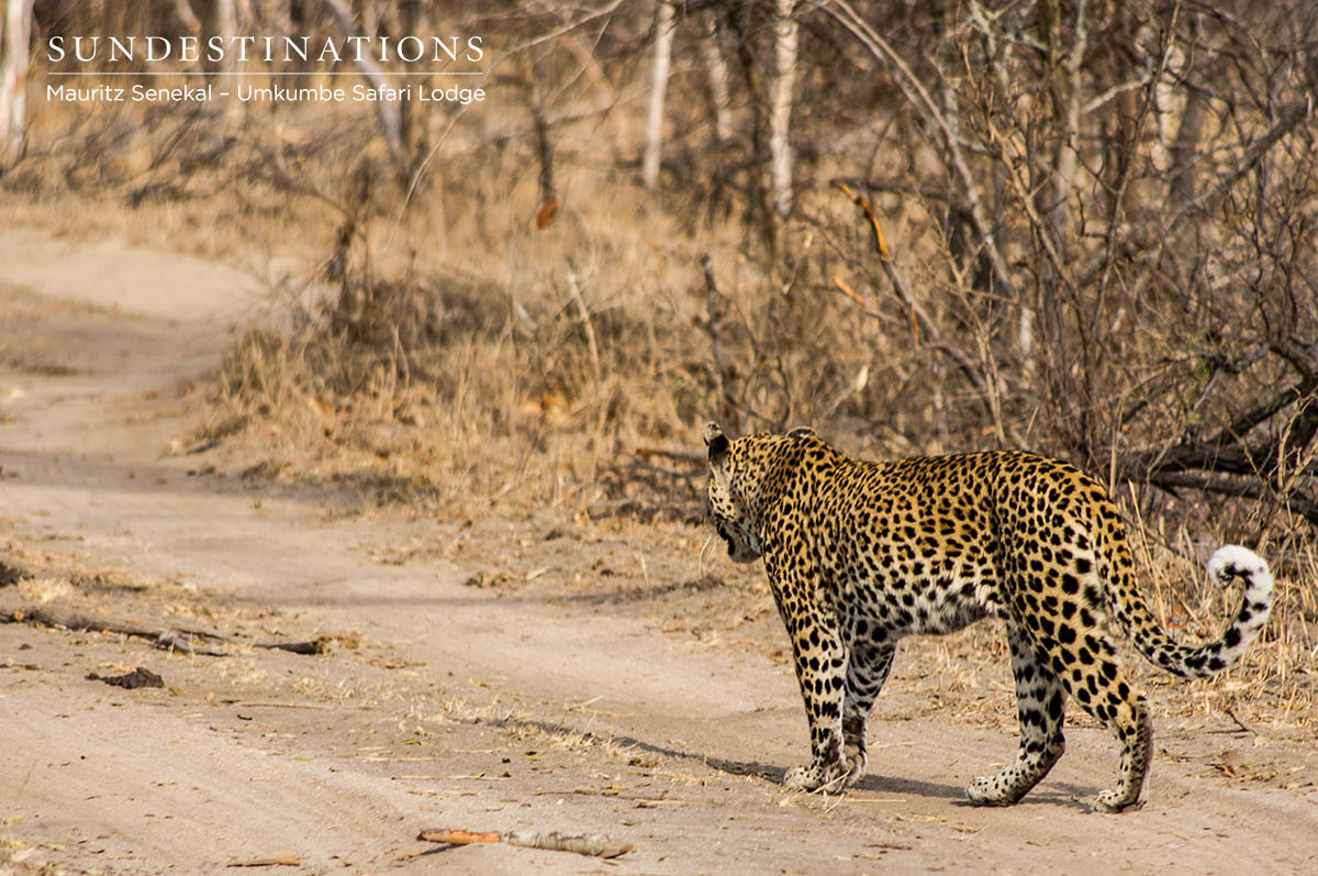 White Dam stalks prey with her two cubs