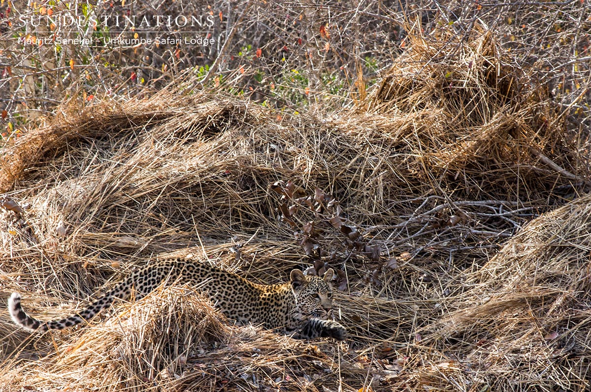 White Dam Female Cub