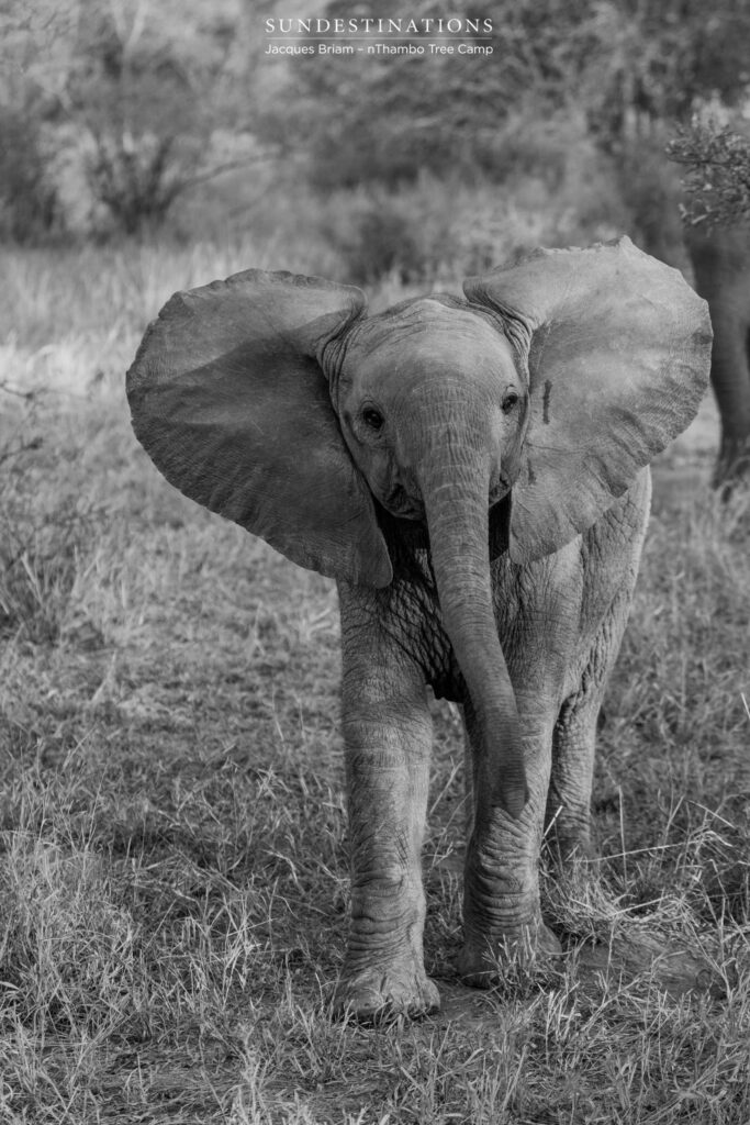Baby elephant in black and white Baby elephant in black and white