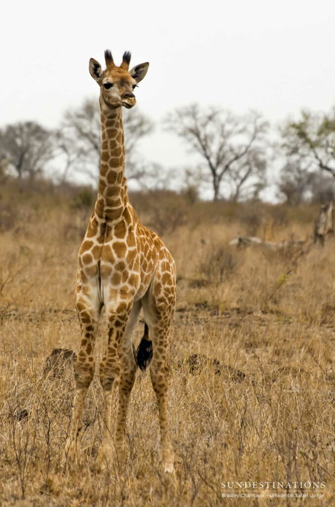 Baby giraffe Baby giraffe